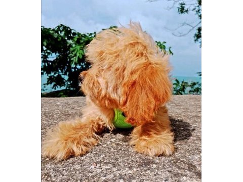 Toy poodle