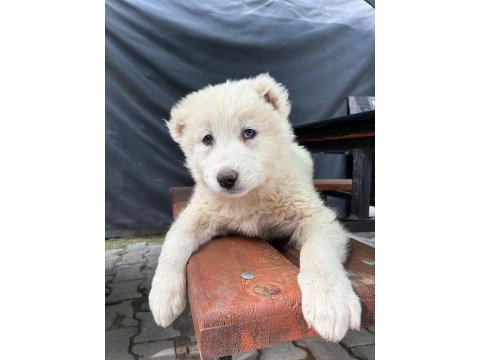 Safkan akbaş yavruları (takım erkek dişi) hepsi var