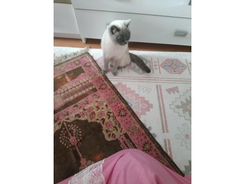 2 yaşında british shorthair