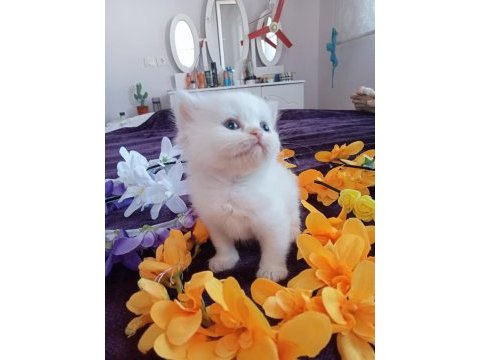 Chinchilla çinçila sarı ve beyaz yavrular safkan