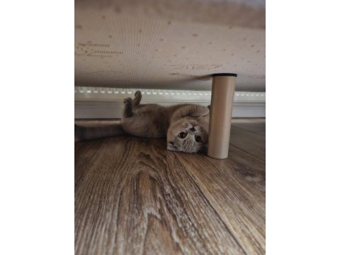 Kızımız 1 yaşında scottish fold