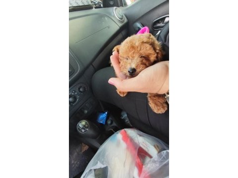 Poodle bebeğimiz yeni yuvasını bekliyor