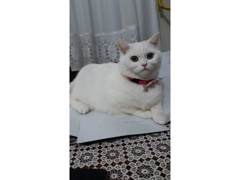 Scottish kedime eş arıyorum