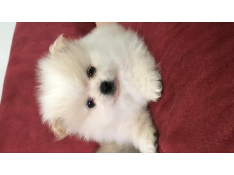 Pomeranian mükemmel dişi yavru