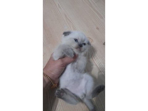 Çikolata point erkek yavru scottish fold