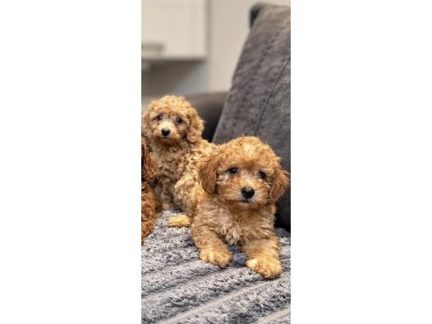 Poodle ayarında maltipoo bebekler