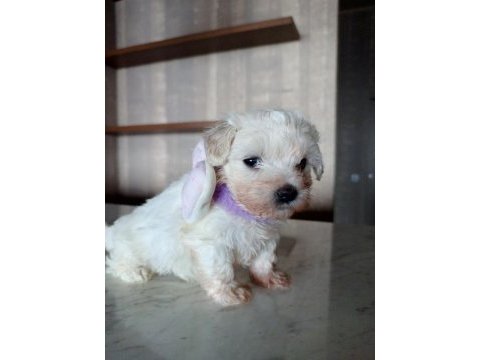 Teacup maltese terrier bebeklerimiz