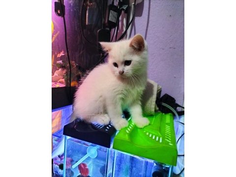 Dişi ve erkek british shorthair yavrular yer ısparta merkez