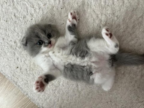 Bicolor nadir bulunan çift renk anne baba safkan kediler