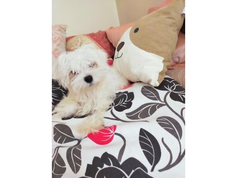 Erkek maltese yavrum