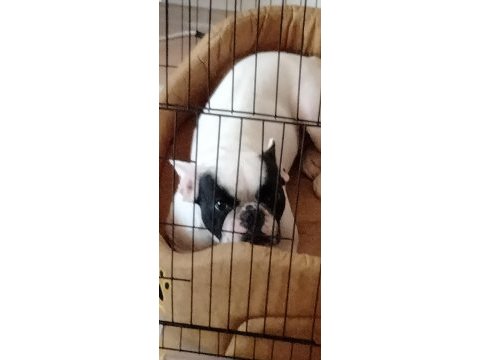 French bulldog 1.5 yaşında