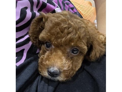 Kore toy poodle erkek