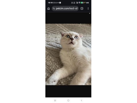 Uysal scottish fold kızım
