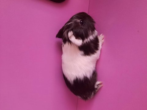 Safkan sheltie ginepig yavrumuz