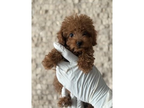 Sevecen toy poodle yavruları yeni ailelerini arıyor
