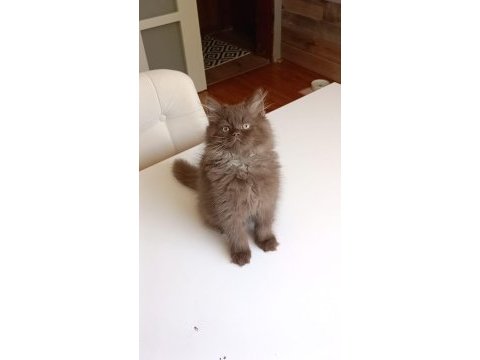 British longhair çikolata renk insan aşığı oğlumuz