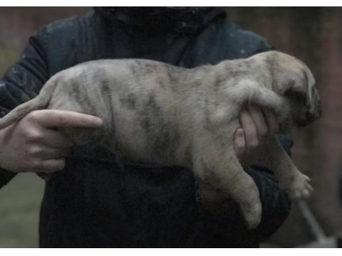 A kalite presa canario yavruları