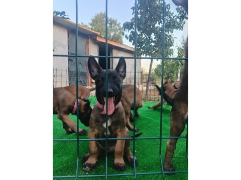 Eyüp doğan aksiyon şila malinois yavruları