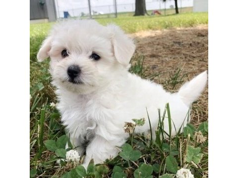A kalite kar beyazı kore kan maltese orjinal safkan