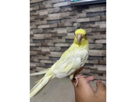 4 kelime konuşan erkek sultan papağanı