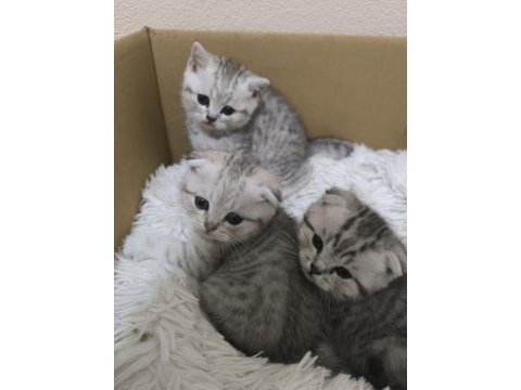 1.5 aylık scottish fold yavrularımız sahiplendirilecektir