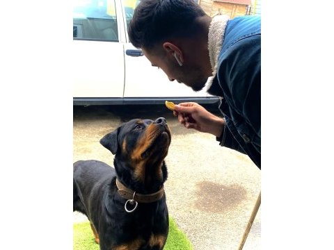 1,5 yaşında dışı istanbul rottweiler