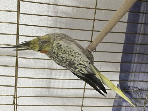 Erkek ara sıra konuşan yaşında sultan papağanı