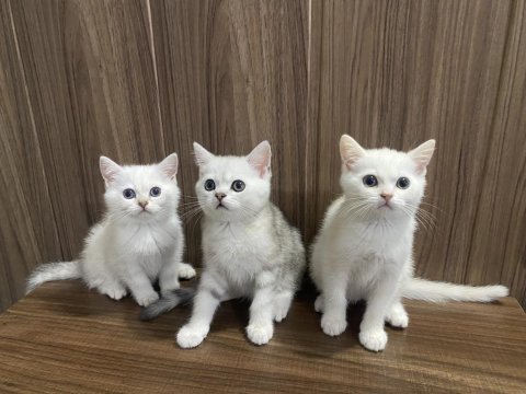 British shorthair yavrularım