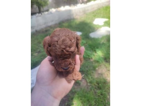 Yavru toy poodle