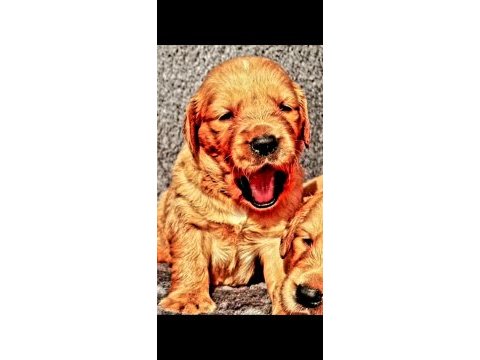 Golden retriever yavrularımız