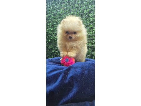 Sağlık ve ırk garantili pomeranian çocuklar