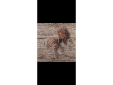 Orijinal sevimli toy poodle yavrularımız istanbul