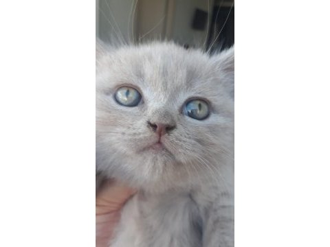 19 temmuz doğumlu british shorthair