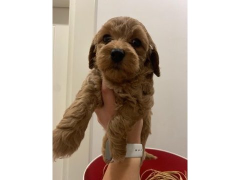 Maltipoo bebekler son 3 dişi