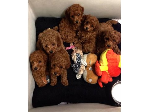 Toy poodle bebeklerimiz evinizin neşesi olacaktır