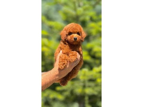 Toy poodle bebeklerimiz
