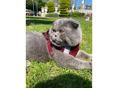 Ayı surat scottish fold oğluma eş arıyorum
