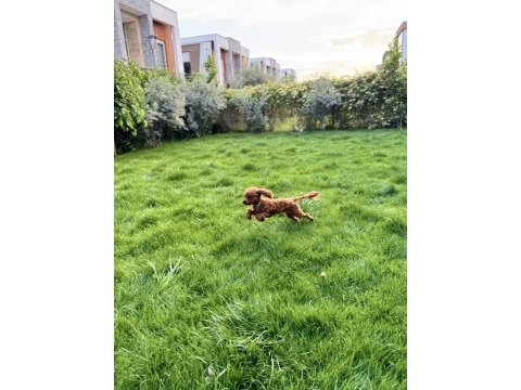 Ev doğumlu tuvalet eğitimli sağlıklı poodle yavrular