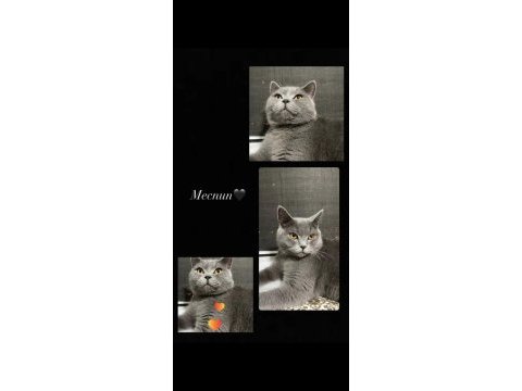 British shorthair oğlum
