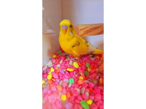 Renk güzelim sarı parçalı erkek genç kuşumuz