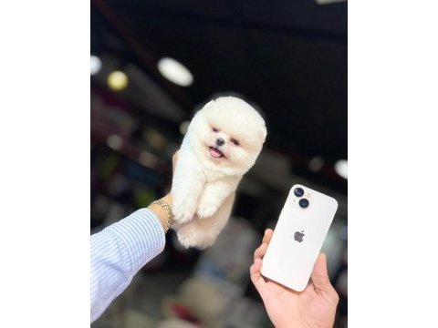 Teacup ayı surat pomeranian boo yavrularımız