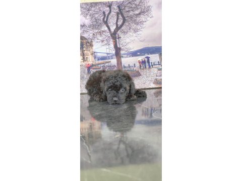 Silver black poodle yavrular