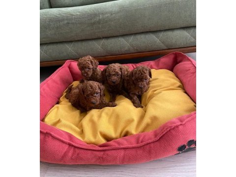 Toy poodle ev ortamında dişi erkek