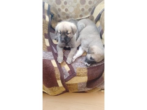 Köpeğimizi gel gör al
