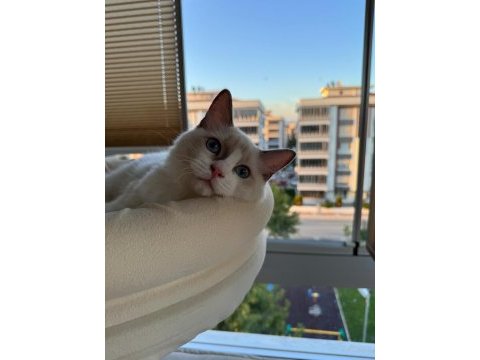 Boncuk gözlü safkan ragdoll yavru