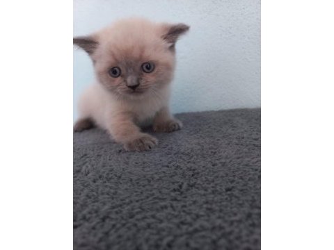 British shorthair kardeşler