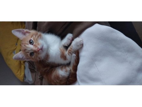 Kedimiz misha oğlum