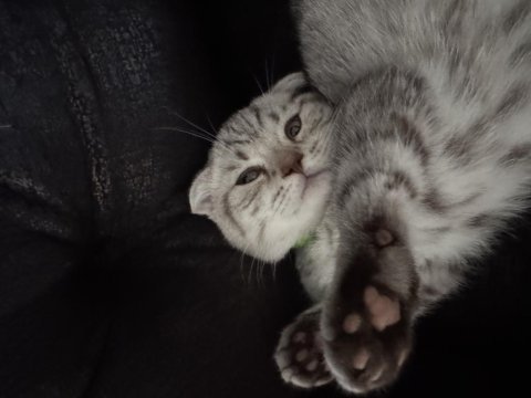 Scottish fold luna kız için yuva arıyoruz