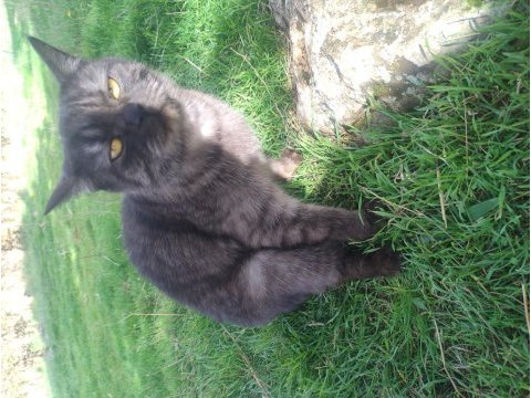 Biritiş shorthair melez ücretsiz sahiplendirilicek