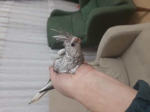 2 aylık sultan papağanı